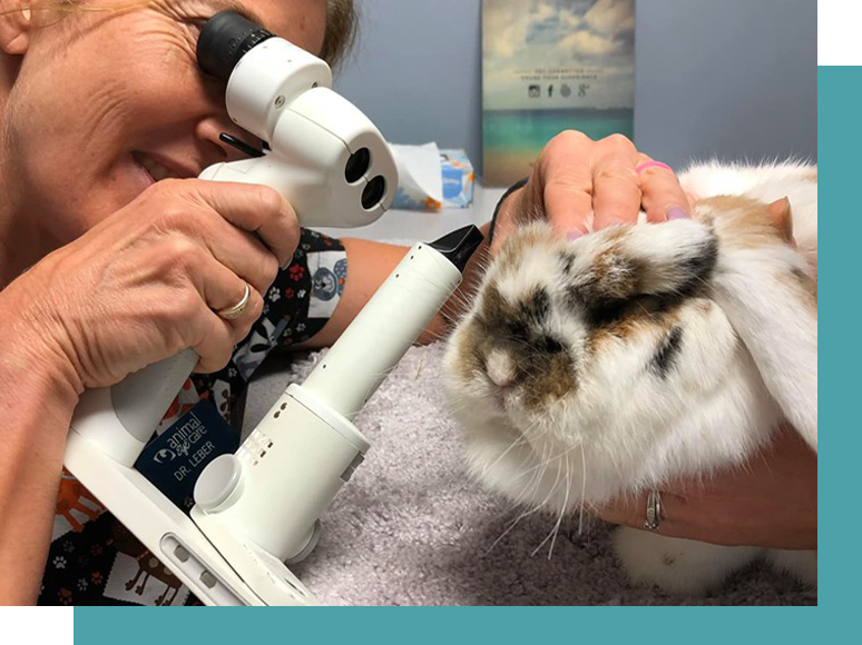 About Animal Eye Care Veterinary Eye Care in Virginia, North Carolina