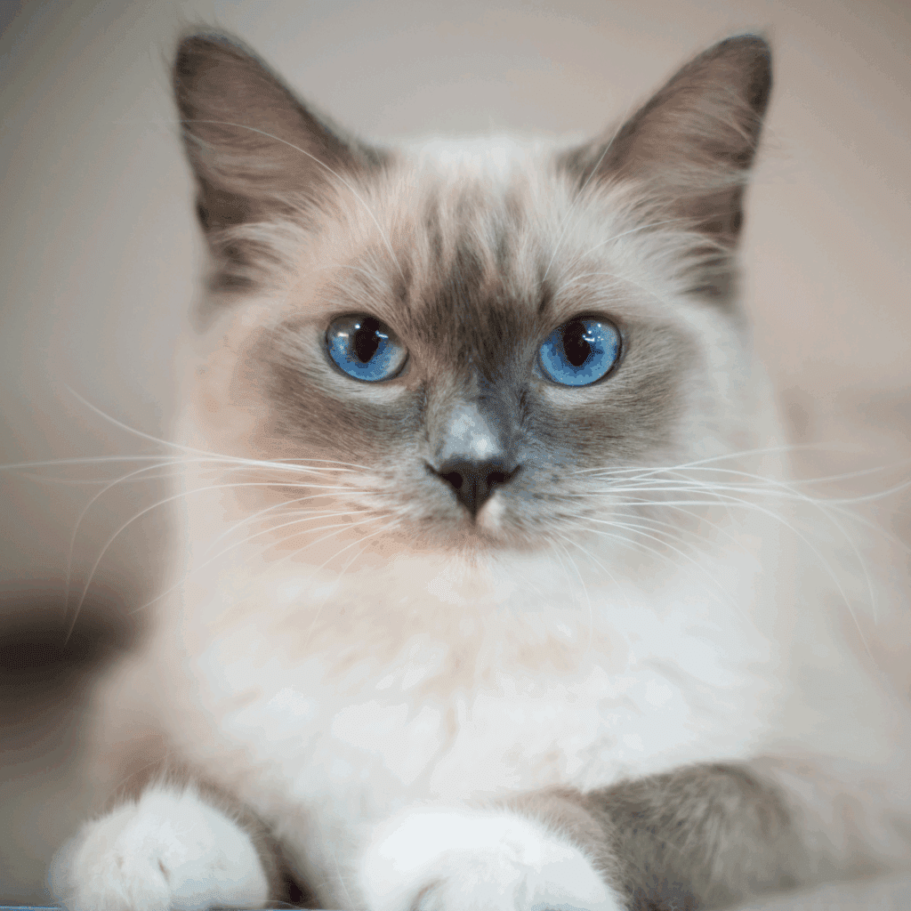 Grey and white, blue-eyed Ragdoll cat awaits an eye exam at an Animal Eye Care veterinary ophthalmology clinic.
