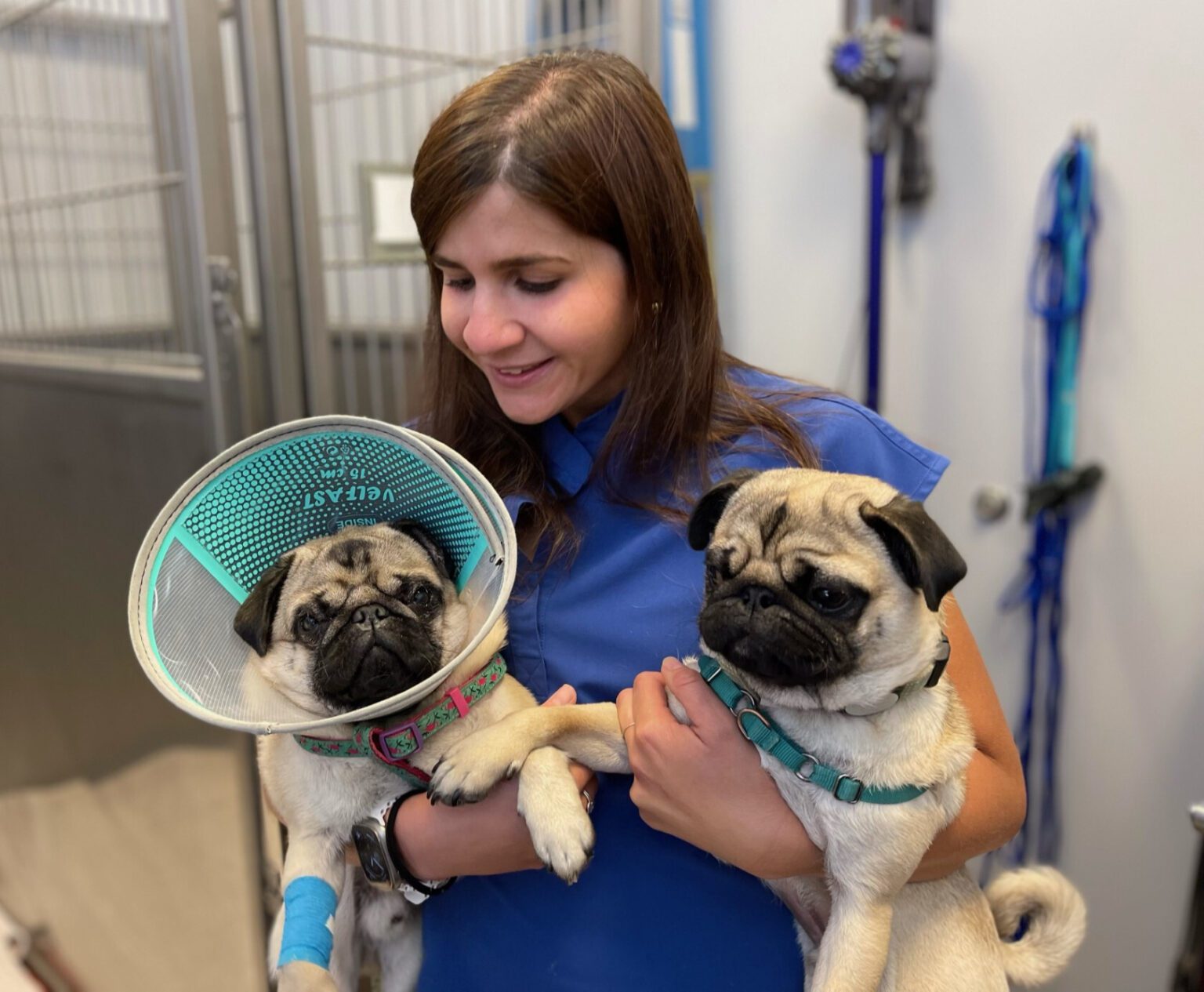 Expert Animal Eye Care Services for Clearer Pet Vision